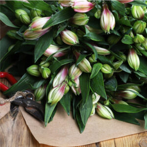 Alstroemeria