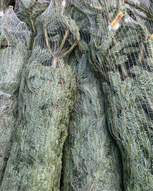 Nordmann Fir Christmas Trees