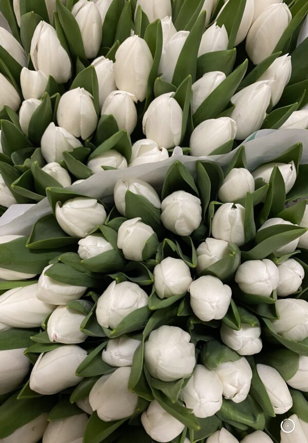 Tulips - Image 3