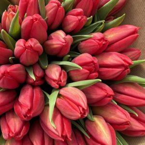 Tulips