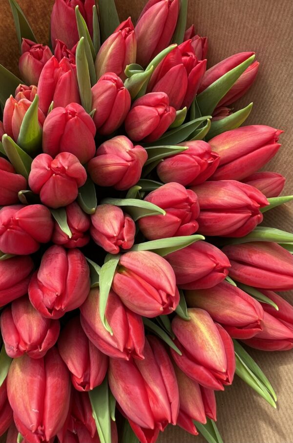 Tulips