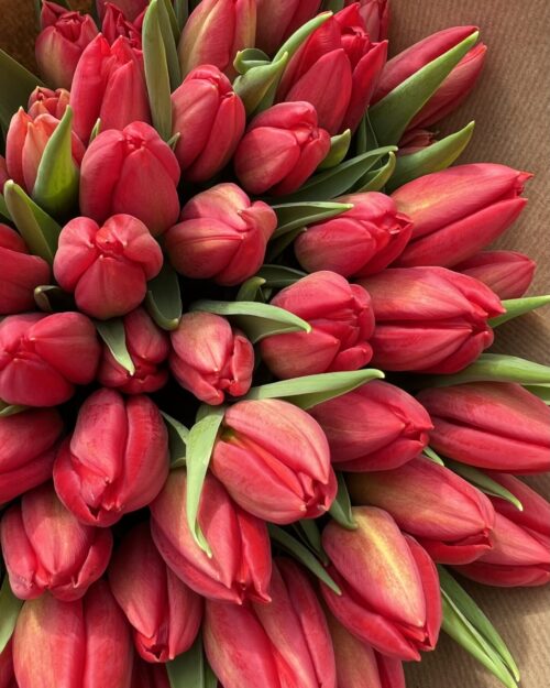 Tulips