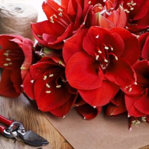 Amaryllis