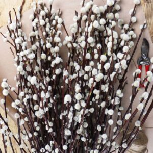 Pussy Willow
