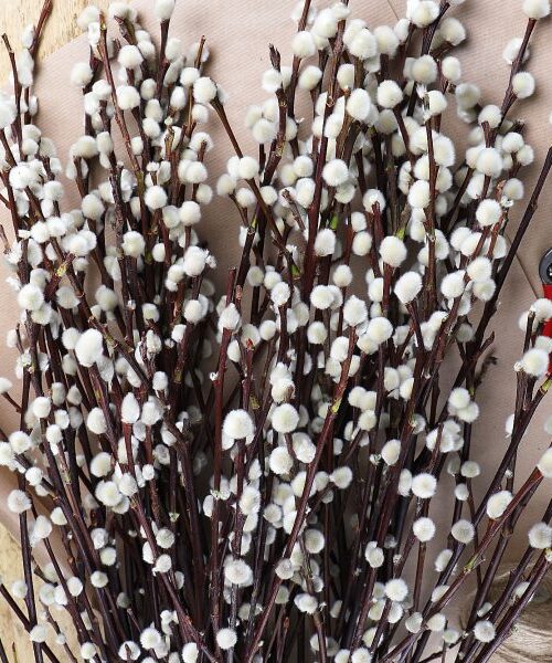 Pussy Willow