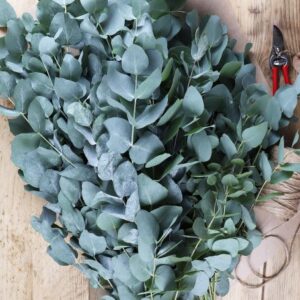 Scented Eucalyptus