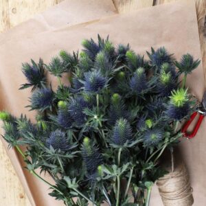 Supernova Blue Thistle