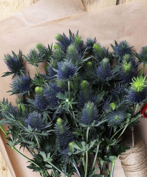 Supernova Blue Thistle