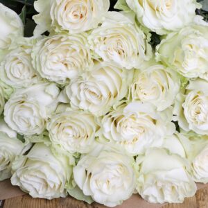 Luxury ‘White Mondial’ Ecuadorean Roses