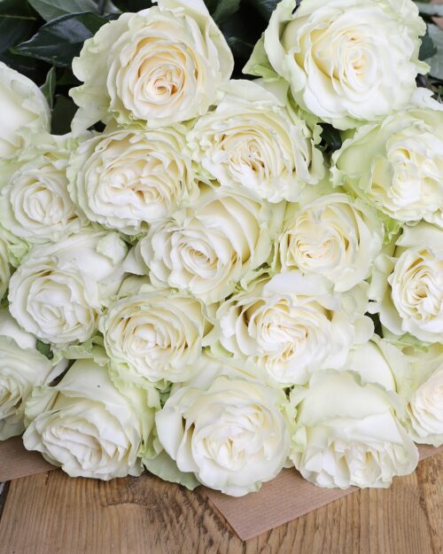 Luxury ‘White Mondial’ Ecuadorean Roses