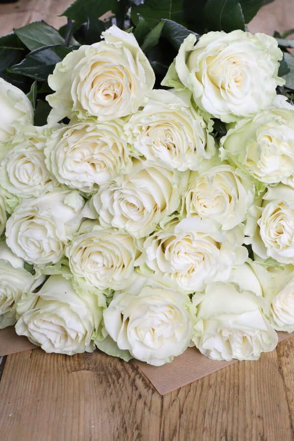 Luxury ‘White Mondial’ Ecuadorean Roses