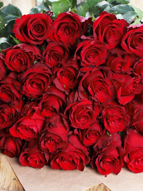 Luxury ‘Explorer’ Ecuadorean Roses