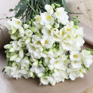 Classic White Freesias