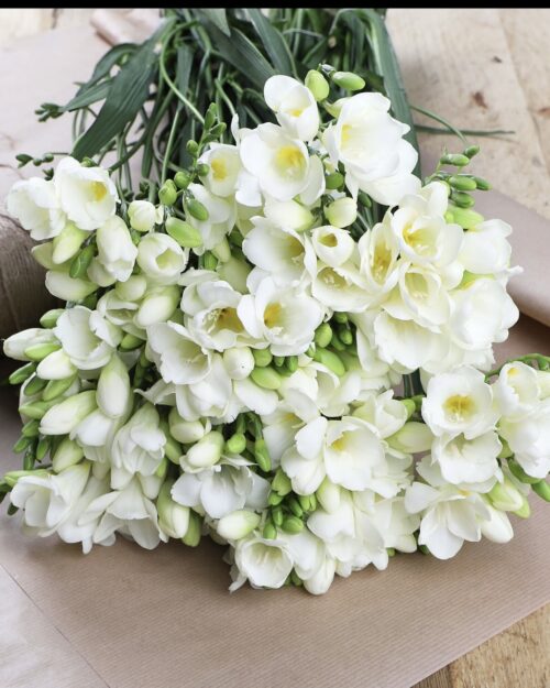 Classic White Freesias