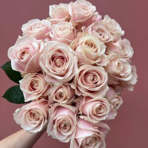 Valentines Blush Pink Dutch Roses