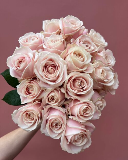 Valentines Blush Pink Dutch Roses