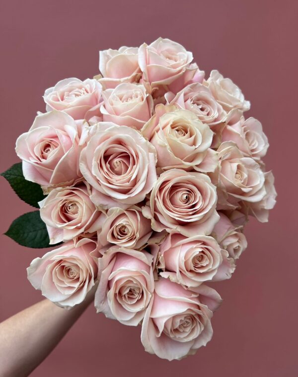 Valentines Blush Pink Dutch Roses