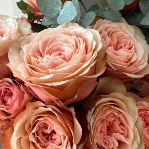 Luxury ‘Kahala’ Ecuadorean Roses