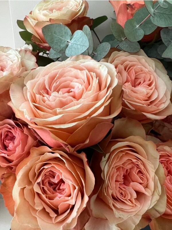 Luxury ‘Kahala’ Ecuadorean Roses