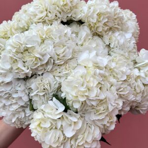 White Import Hydrangeas