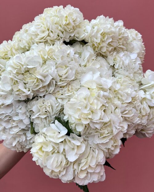 White Import Hydrangeas