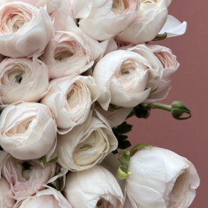Cloni Extra Large Ranunculus