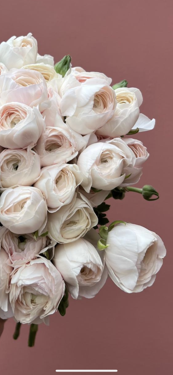 Cloni Extra Large Ranunculus