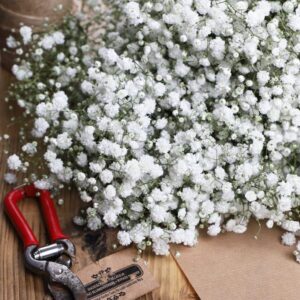 White Gypsophila