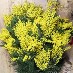 Italian Mimosa
