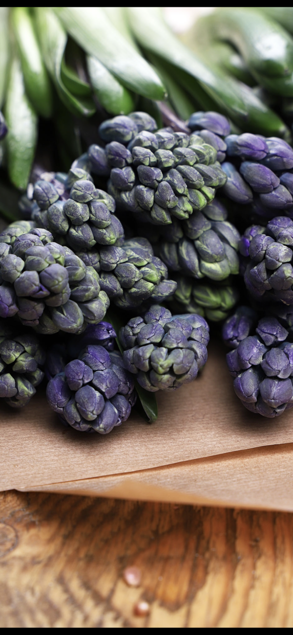Hyacinths