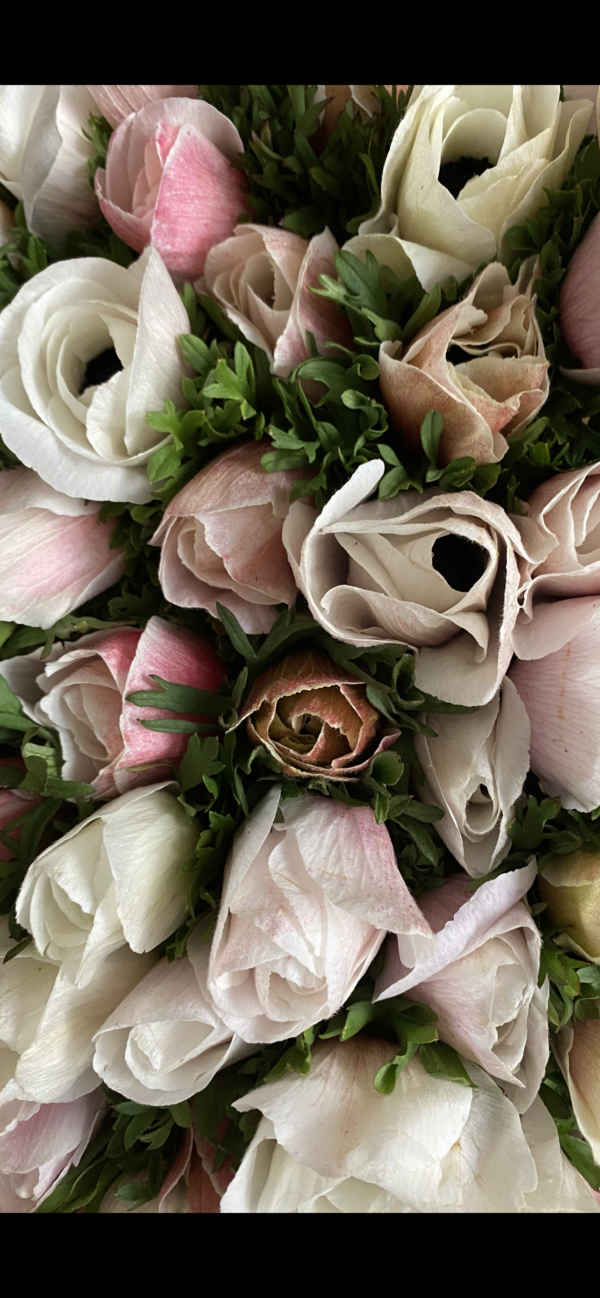 Italian Extra Large Anemones