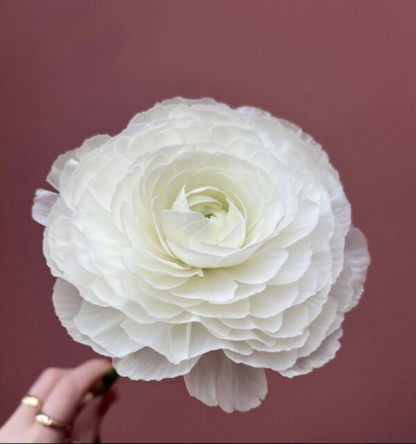 Cloni Extra Large Ranunculus - Image 2