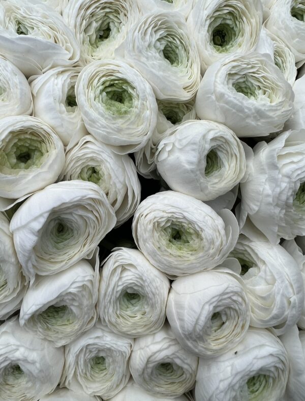Cloni Extra Large Ranunculus - Image 3