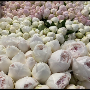 Peonie Subscription x 8 Deliveries 20 Stems