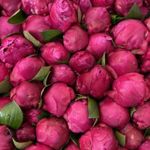 Peonie Subscription x 8 Deliveries 10 Stems