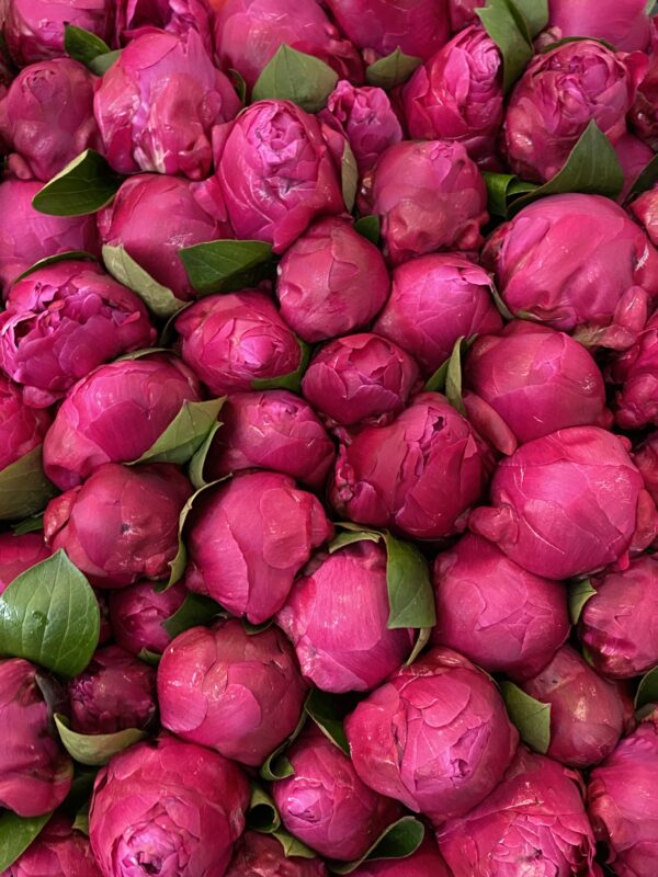 Peonie Subscription x 8 Deliveries 10 Stems