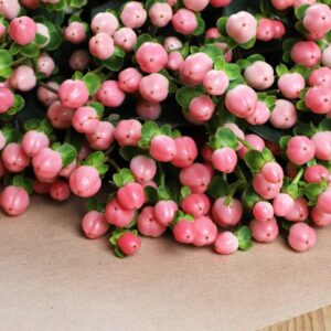 Hypericum Berries