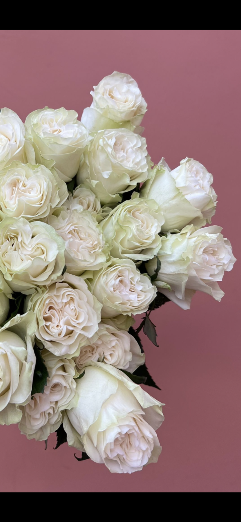 Fortnightly Luxury Rose Subscription - Image 2