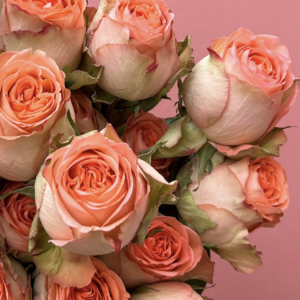 Fortnightly Luxury Rose Subscription