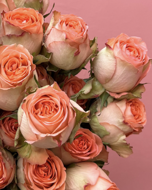 Fortnightly Luxury Rose Subscription