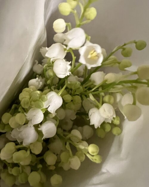 Lily of The Valley on the root