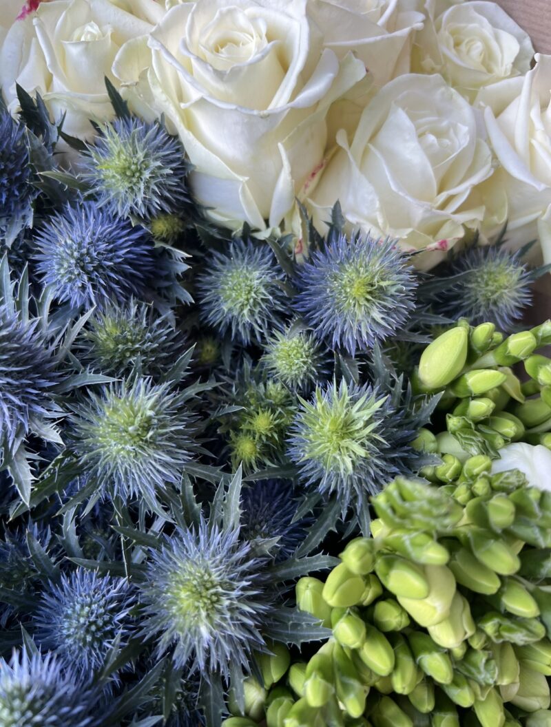 Blue Thistle, Classic White Rose and Classic White freesia bundle