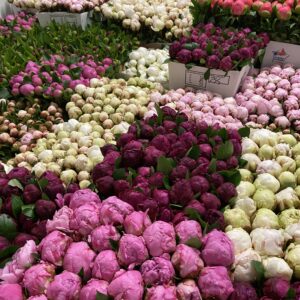 Peonie - Our Selection