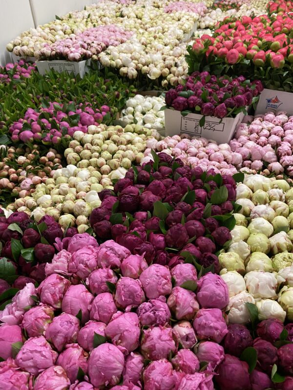 Peonie - Our Selection
