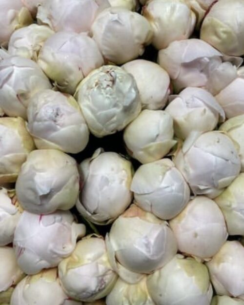 Peonie Subscription x 2 Deliveries 10 Stems