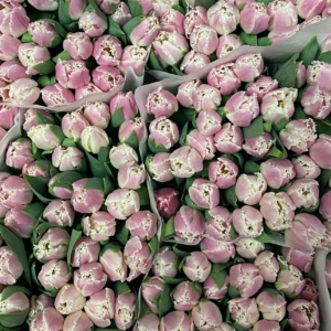 Pink Frilly Tulips