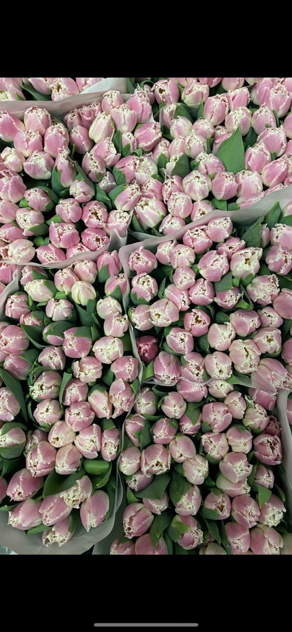 Pink Frilly Tulips