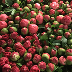 Peonie Subscription x 4 Deliveries 10 Stems