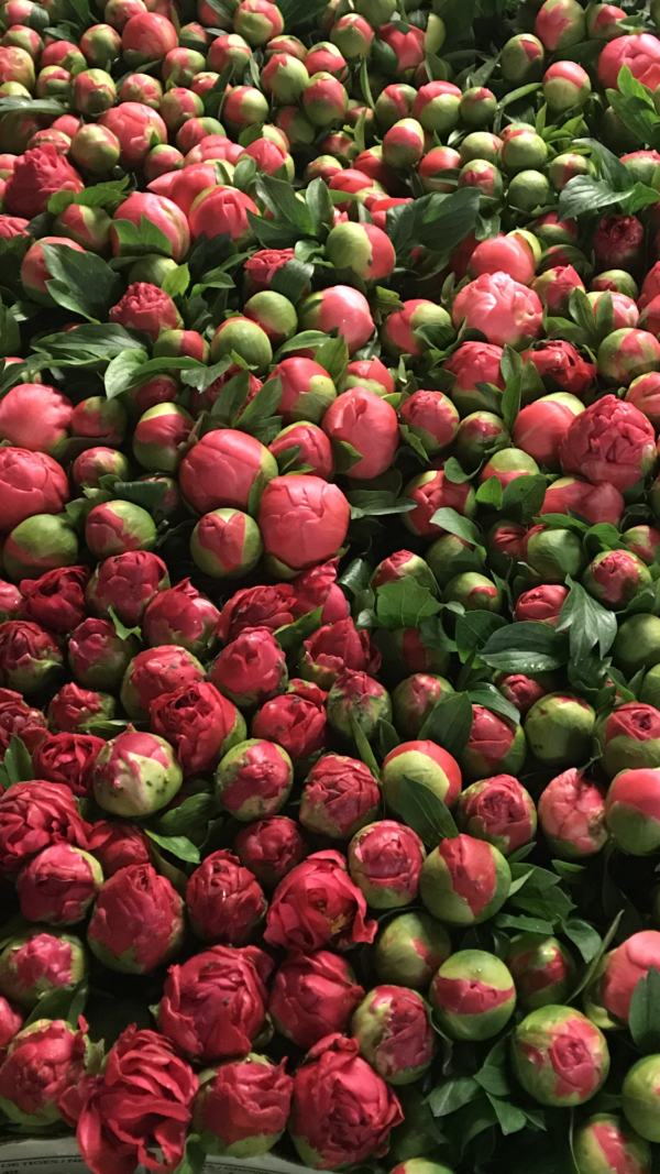Peonie Subscription x 4 Deliveries 10 Stems