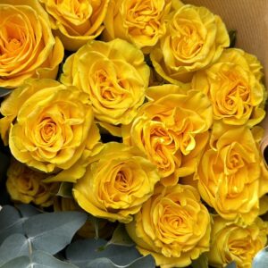 Luxury ‘High and Yellow’ Ecuadorean Roses